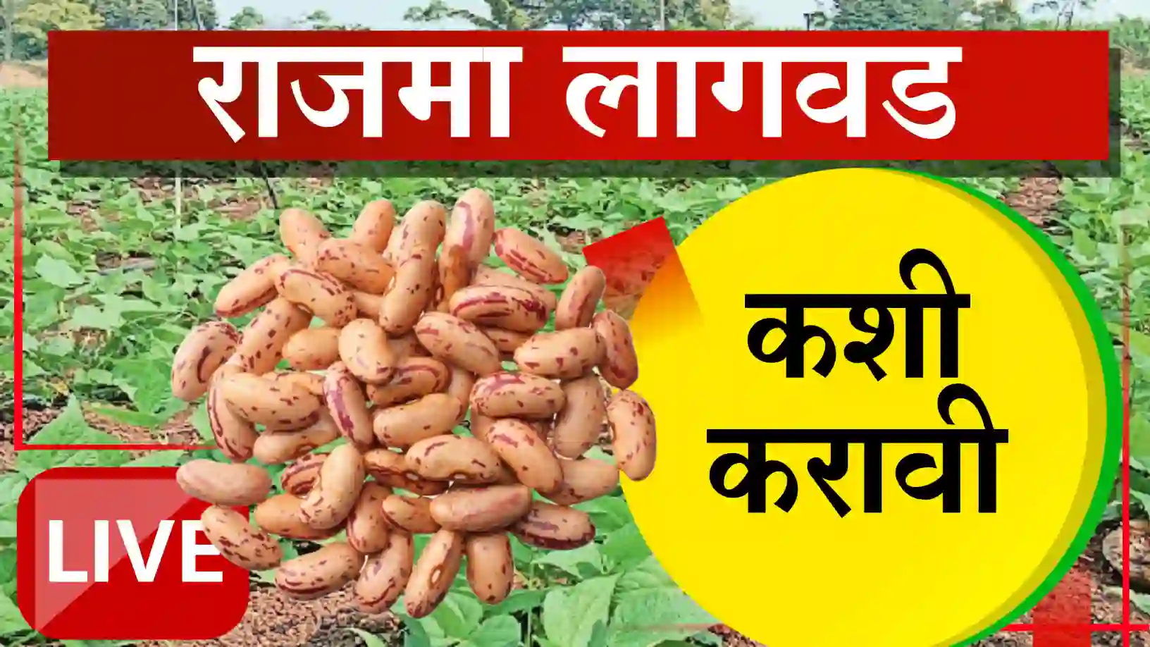 राजमा लागवड