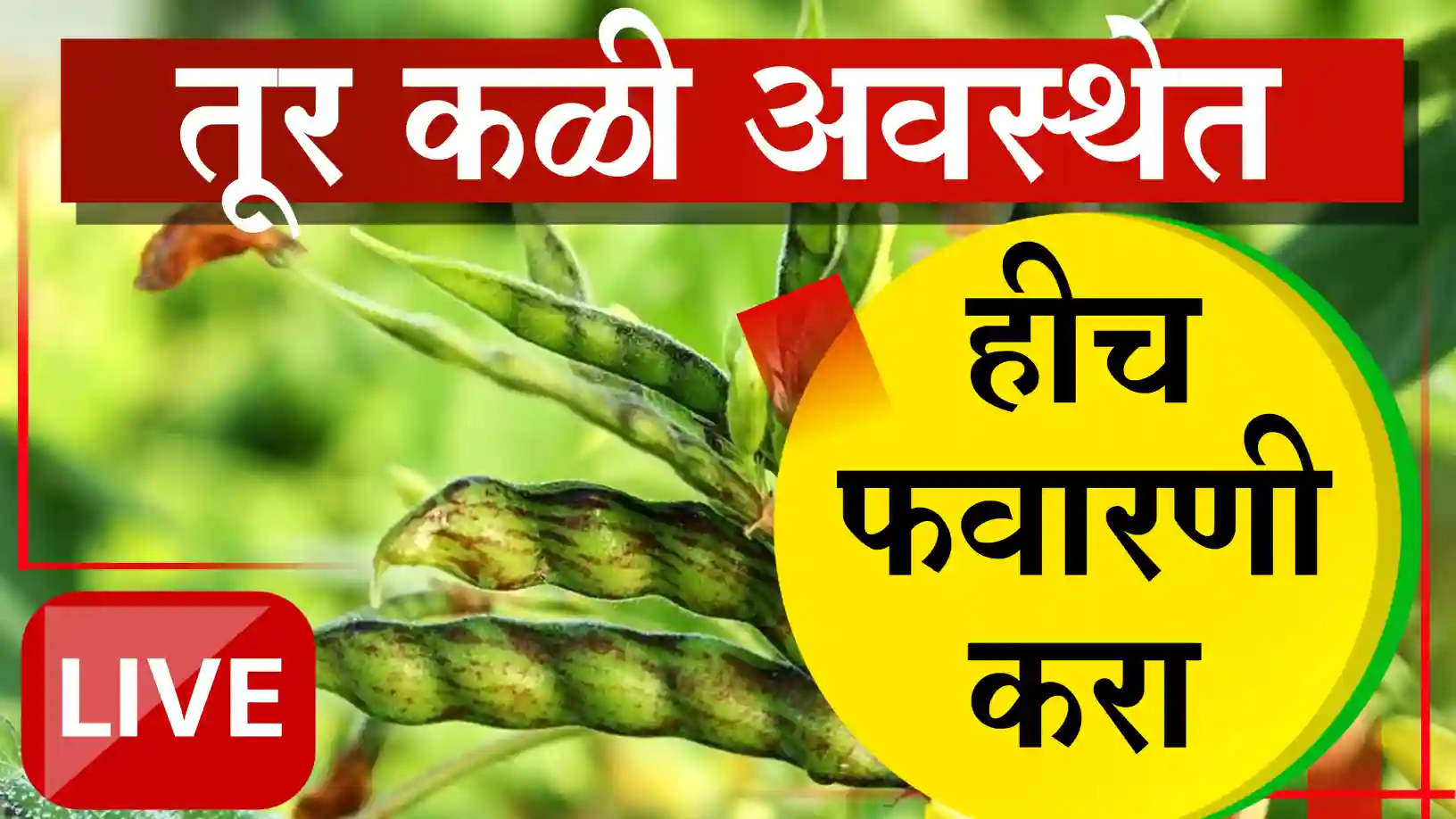 तूर पीक कळी अवस्थेत