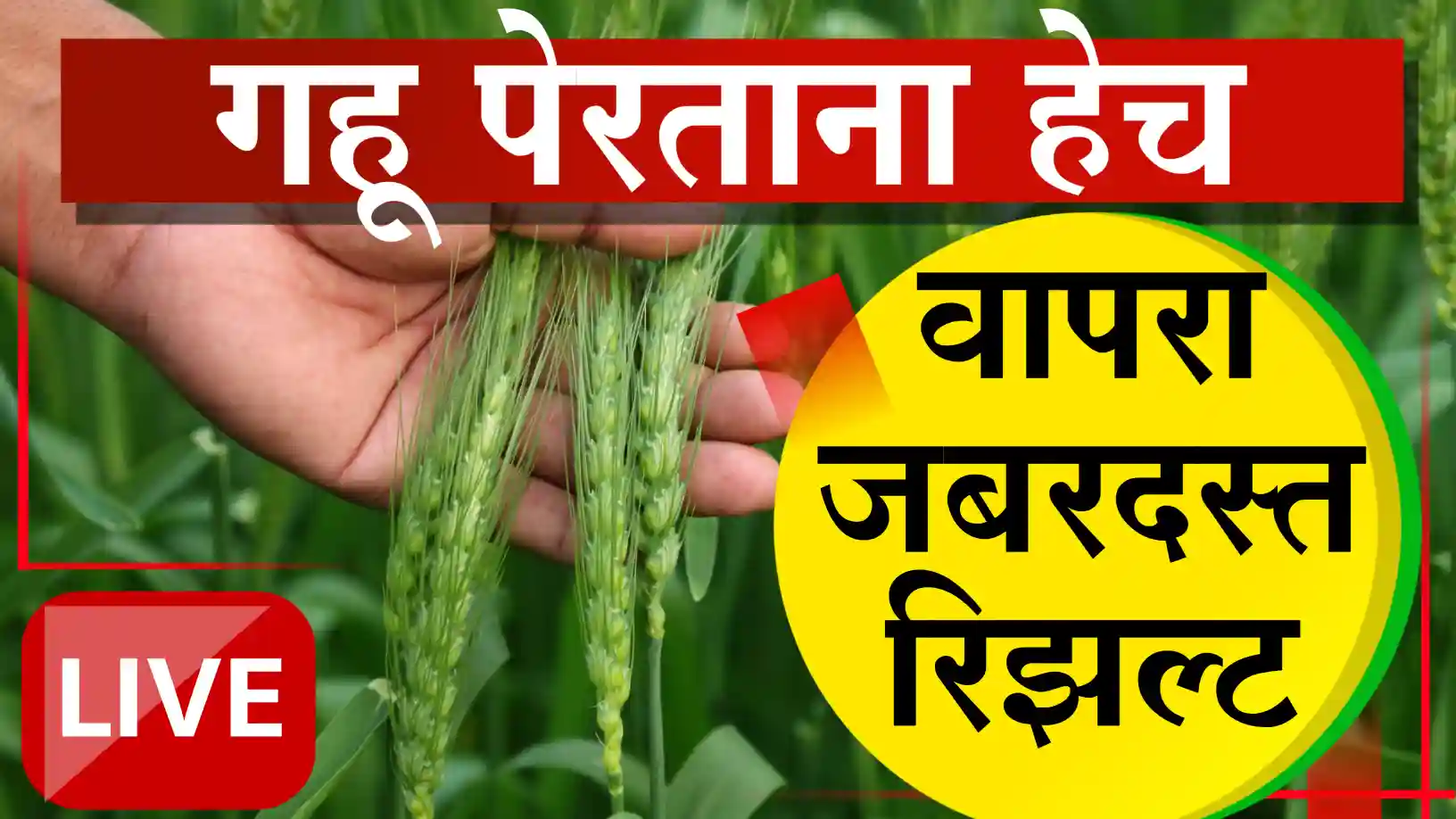 गहू खत व्यवस्थापन