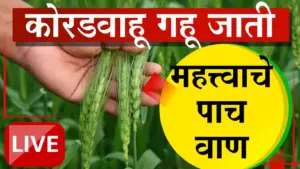 रब्बी गहू पेरणी: कोरडवाहूसाठी योग्य वाण निवडा आणि उत्पादन वाढवा