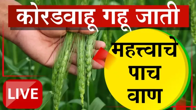 रब्बी गहू पेरणी: कोरडवाहूसाठी योग्य वाण निवडा आणि उत्पादन वाढवा