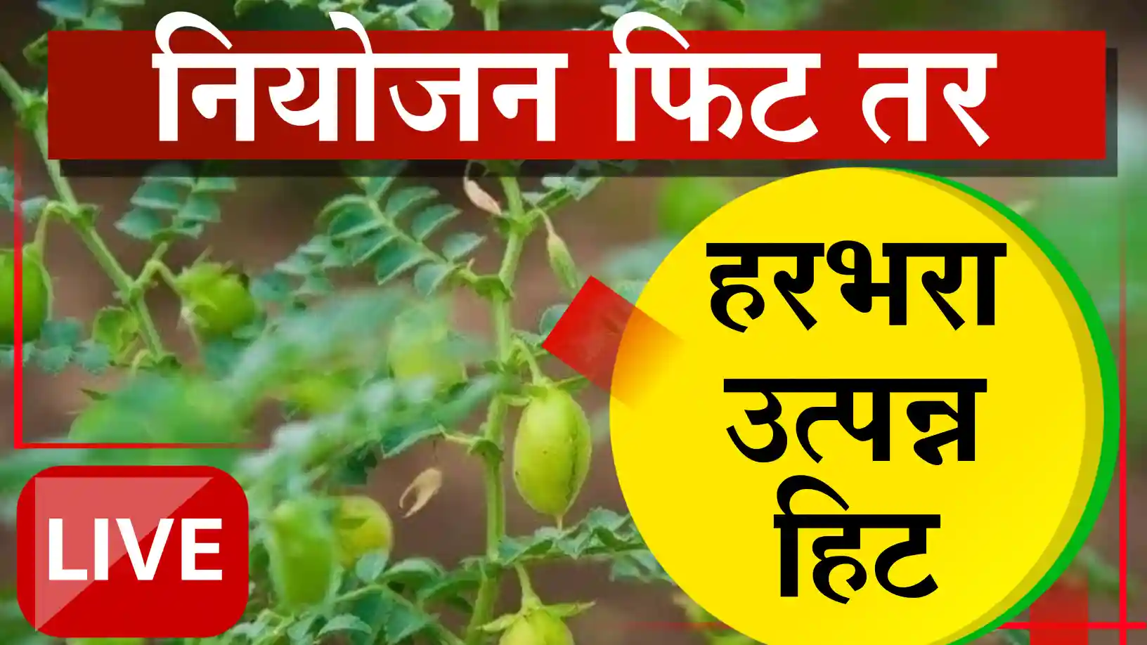 हरभरा उत्पादन